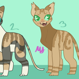 Coralpaw kits desings