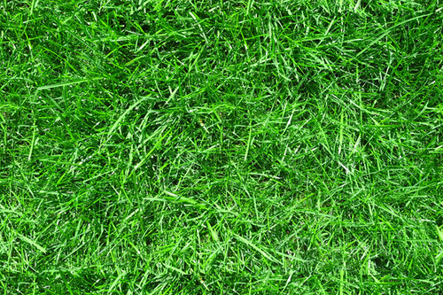 grass 3.jpg