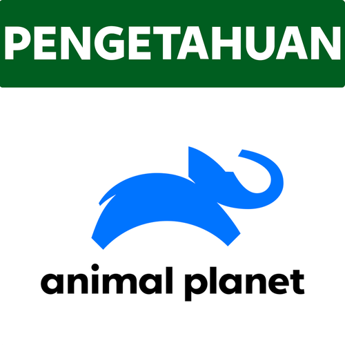 Animal Planet