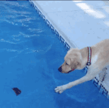 gif of dog trying to reach something in a pool and falling in it.gif