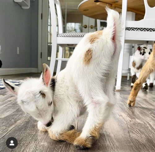 img 1717486222302607da8e610864d9af5c086843d0da8d3e597c296d2852a04a82625ef75d7983c edit 8426643037217.jpg