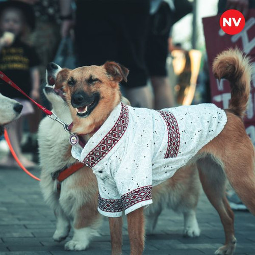 447523386 486160053983844 5818686248640580920 n.jpg?stp=dst jpg p600x600& nc cat=103&ccb=1 7& nc sid.jpg