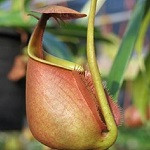 pitcher thumb.jpg