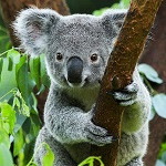 koala thumb.jpg