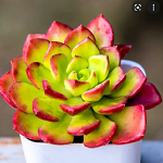 succulent thumb.png