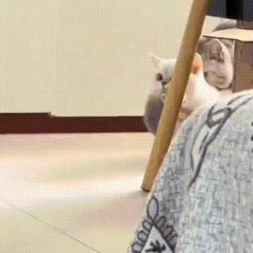 koti.gif