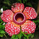 rafflesia thumb.jpg
