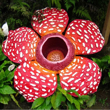 rafflesia.jpg