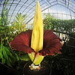 titan arum thumb.jpg