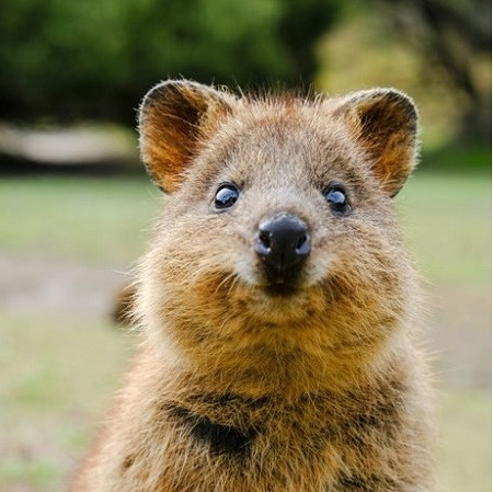 quokka.jpg