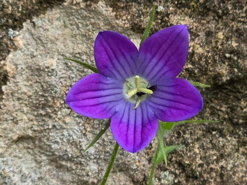 447523431 986311179527088 8468608949988506701 n.jpg?stp=dst jpg s600x600& nc cat=108&ccb=1 7& nc sid.jpg