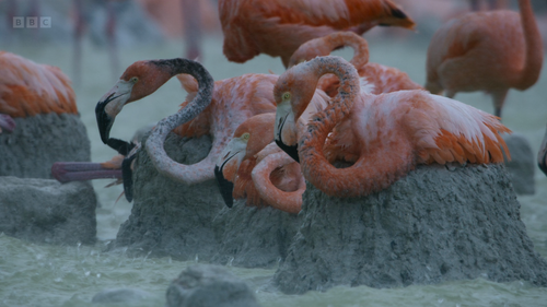 Planet.Earth.S03E01.2023.2160p.iP.WEB DL.H265.HLG.AAC ADWeb.mkv 20231118 135506.695.png