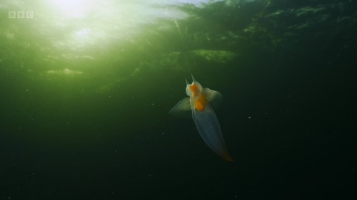 Planet.Earth.S03E01.2023.2160p.iP.WEB DL.H265.HLG.AAC ADWeb.mkv 20231118 135521.242.png