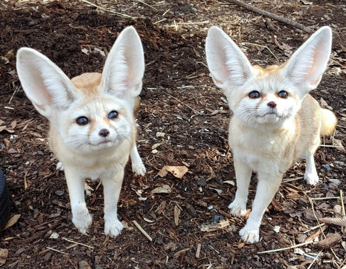 fennecfoxes 1024x797.jpg