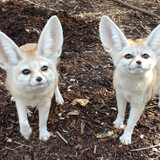 fennecfoxes 1024x797