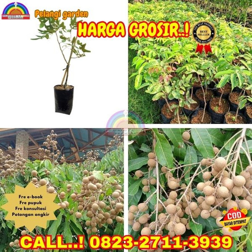 HARGA GROSIR ! CALL: 0823-2711-3939 Jual Bibit Biji Kelengkeng Di Kebumen Adimulyo-Adimulyo.jpg