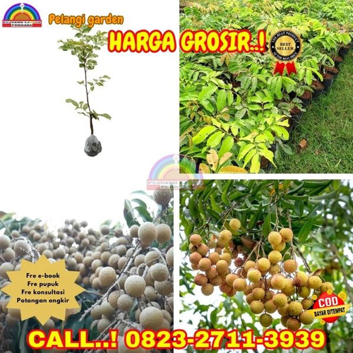 HARGA PENJUAL ! CALL: 0823-2711-3939 Jual Bibit Kelengkeng Bangkok Di Kebumen Adimulyo-Arjosari.jpg