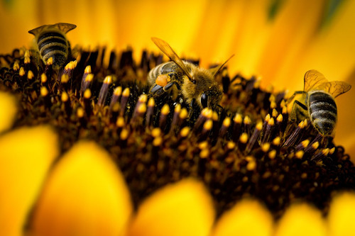 three bees on sunflower 1337029.1