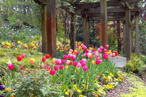 Beautiful tulips.jpg