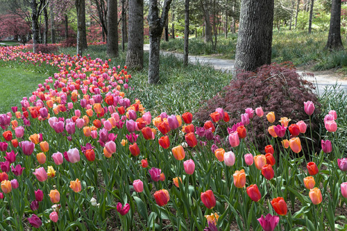 Path of Tulips