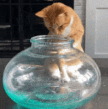 ezgif 1 fa3eb76aa7.gif