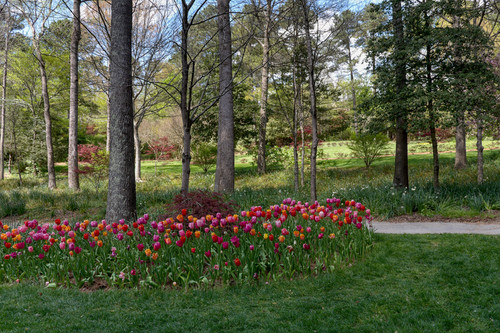 Walk by the tulips.jpg