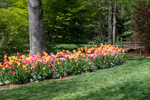 Another row of tulips