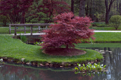 Japanese maple by the water