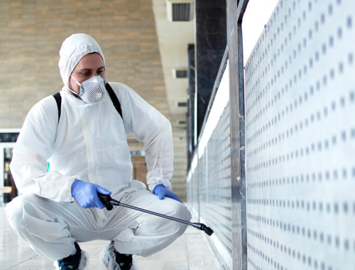 Owl Pest Control- Your Solution for the Best Pest Control in Dublin.png
