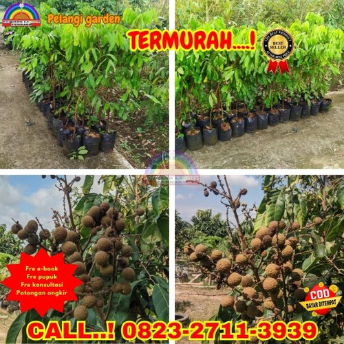 CUCI GUDANG ! CALL: 0823-2711-3939 Jual Bibit Pohon Kelengkeng Di Kebumen Adimulyo-Caruban.jpg