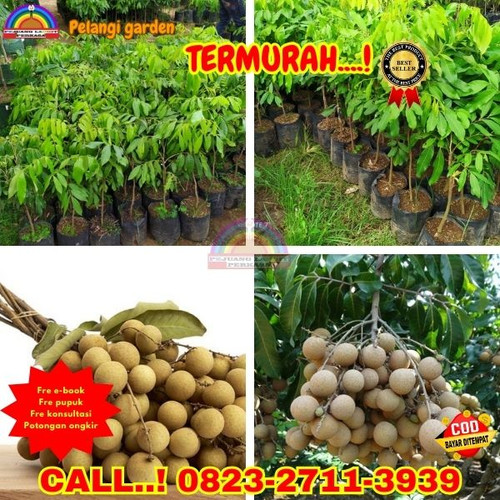 TERJANGKAU ! CALL: 0823-2711-3939 Jual Bibit Pohon Kelengkeng Itoh Di Kebumen Adimulyo-Kemujan.jpg