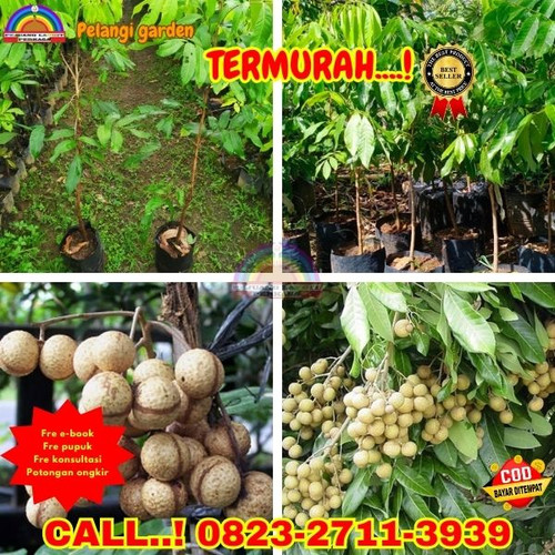 BANTING HARGA ! CALL: 0823-2711-3939 Jual Bibit Kelengkeng Yang Sudah Berbuah Di Kebumen Adimulyo-Ba.jpg