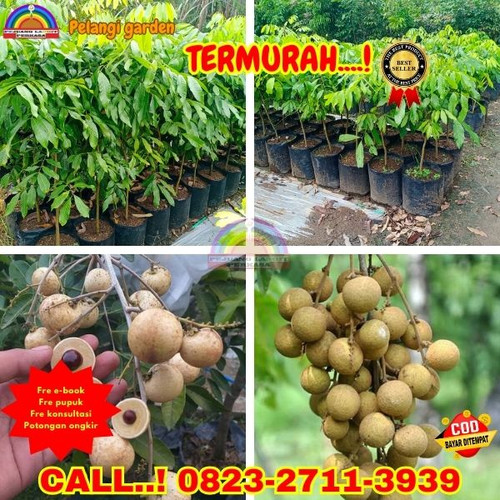 POTONGAN GILA ! CALL: 0823-2711-3939 Jual Bibit Kelengkeng Yang Cepat Berbuah Di Kebumen Adimulyo-Ca.jpg