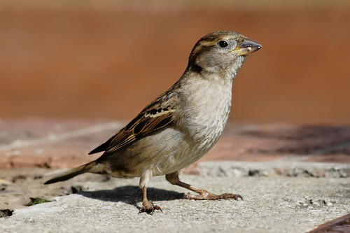bird.jpg