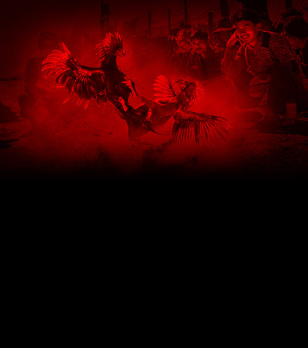 cockfight background.jpg