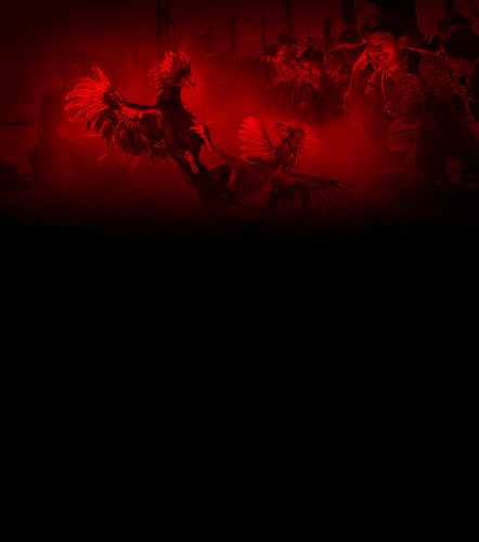 cockfight background.jpg