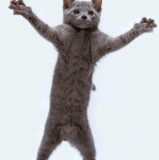 giphy.gif