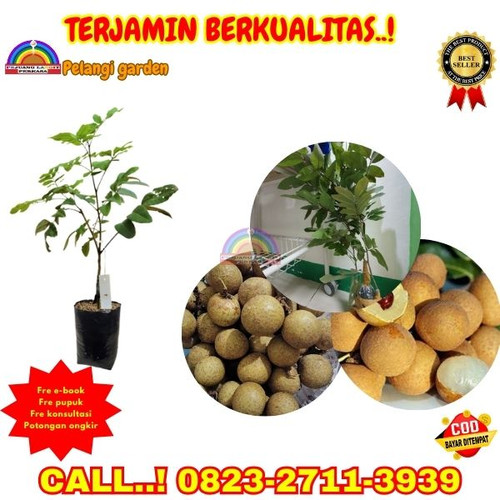 TERBATAS ! CALL: 0823-2711-3939 Jual Bibit Kelengkeng Kateki  Di Kebumen Adimulyo-Males.jpg