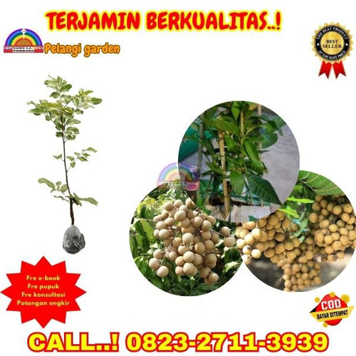 HARGA GROSIR ! CALL: 0823-2711-3939 Jual Bibit Kelengkeng Itoh Prambanan Di Kebumen Adimulyo-Sidomuk.jpg