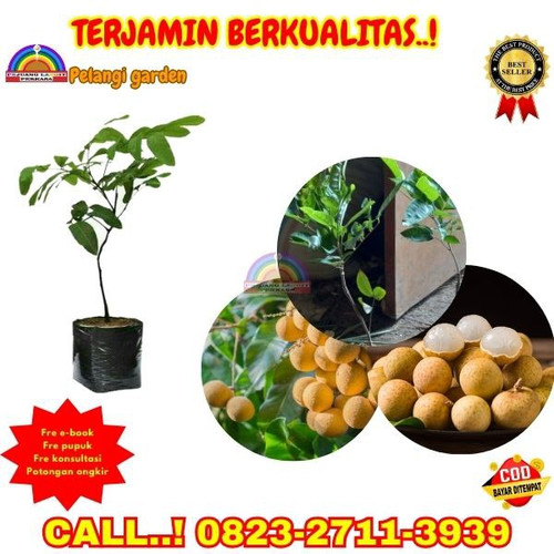 COD ! CALL: 0823-2711-3939 Jual Bibit Kelengkeng New Kristal   Di Kebumen Adimulyo-Mangunharjo.jpg