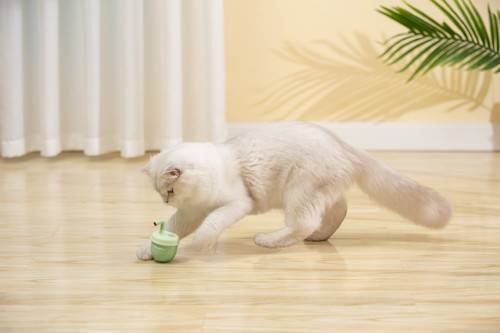 harmless laser toy for cat.jpg