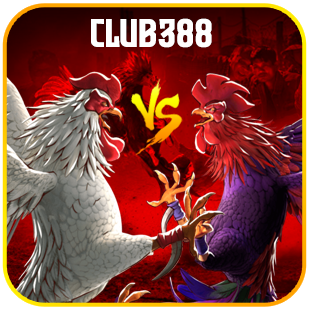 sabung ayam club388.png