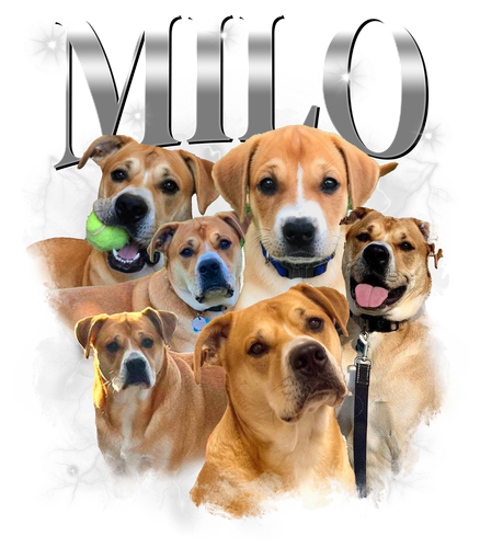 MILO.png