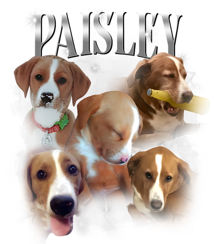 paisley.png