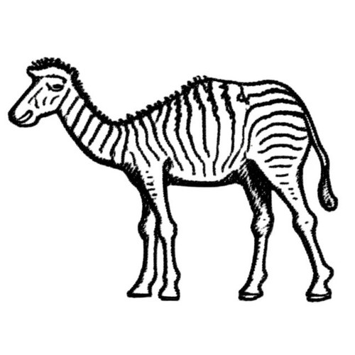 canel zebra.jpg