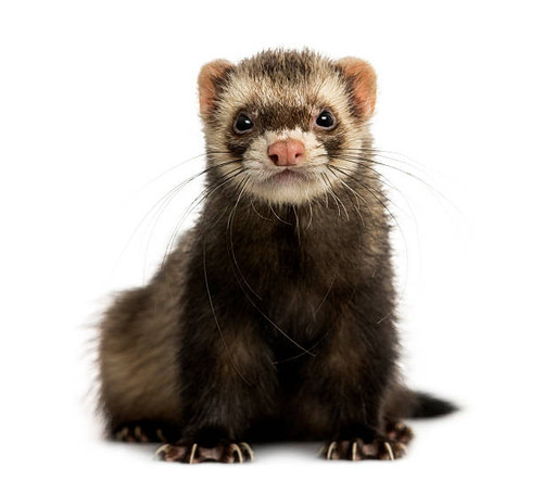 Ferret.jpg