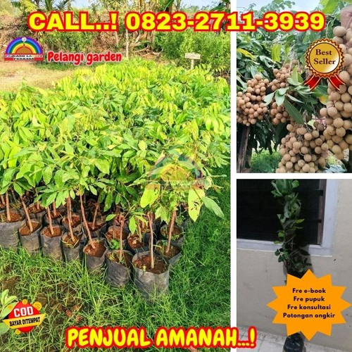 BANTING HARGA ! CALL: 0823-2711-3939 Jual Bibit Pohon Kelengkeng Itoh Di Kebumen Adimulyo-Tambaharjo.jpg