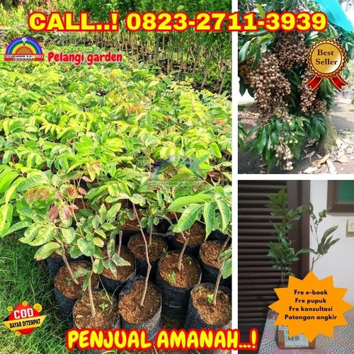 HARGA RESELLER ! CALL: 0823-2711-3939 Jual Bibit Kelengkeng Pingpong Di Kebumen Adimulyo-Tegalsari.jpg