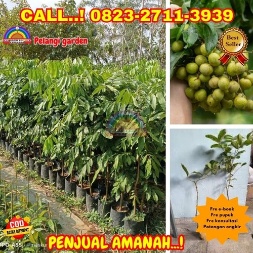 POTONGAN GILA ! CALL: 0823-2711-3939 Jual Bibit Kelengkeng Puangphet Di Kebumen Adimulyo-Temanggal.jpg