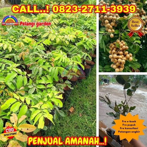 CUCI GUDANG ! CALL: 0823-2711-3939 Jual Bibit Kelengkeng Puang Pet Di Kebumen Adimulyo-Tepakyang.jpg